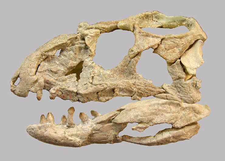 800px-Revueltosaurus-Skull