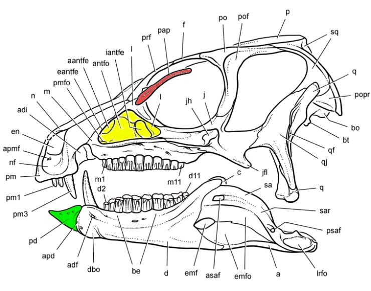 Heterodontosaurus_skull_reconstruction_sereno_2012_edited