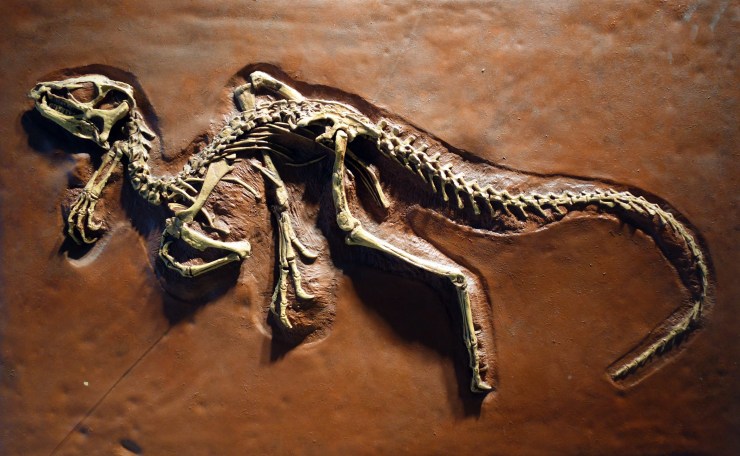 Heterodontosaurus_tucki_cast_-_University_of_California_Museum_of_Paleontology_-_Berkeley,_CA_-_DSC04696