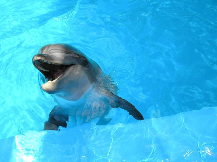 laughing-dolphin-michael-macgregor
